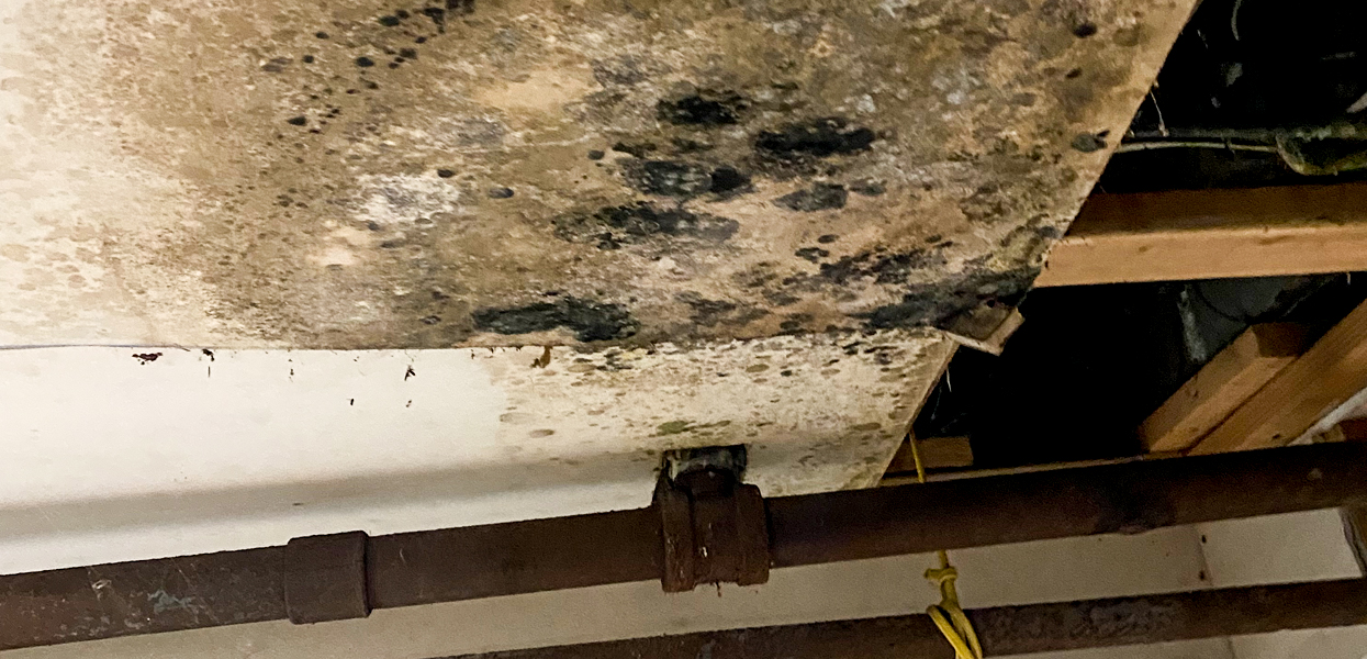 Prevent Mold from Returning in Your Home